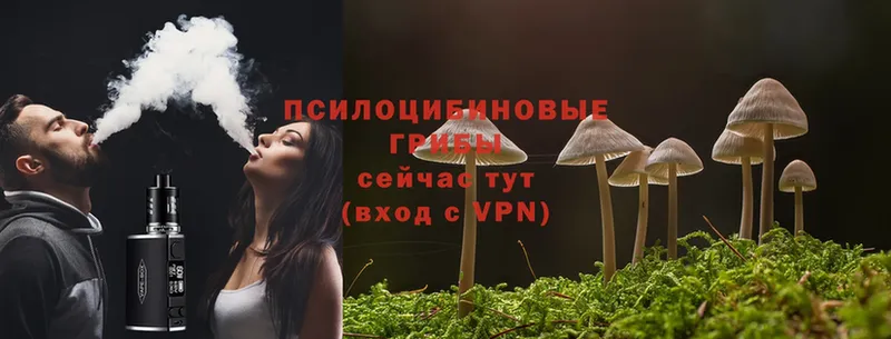 купить   Казань  Псилоцибиновые грибы Cubensis 